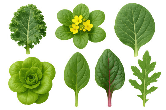 Fresh green leafy vegetables set including kale, lettuce, spinach, chard, arugula, and bok choy on transparent background