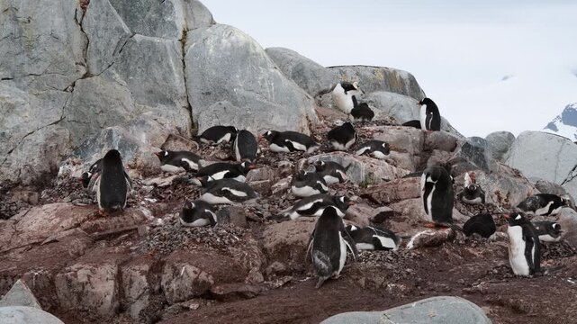 Gentoo Penguins on nest in Antarctica