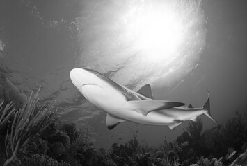 Reef shark over corals with the sun in the background