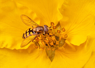 Insect pollinator on vibrant yellow flower showcasing nature's beauty and harmony
