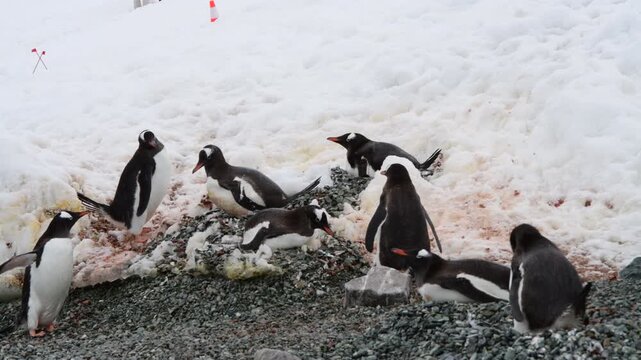 Gentoo Penguins on nest in Antarctica