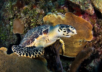 Hawksbill turtle resting on corals