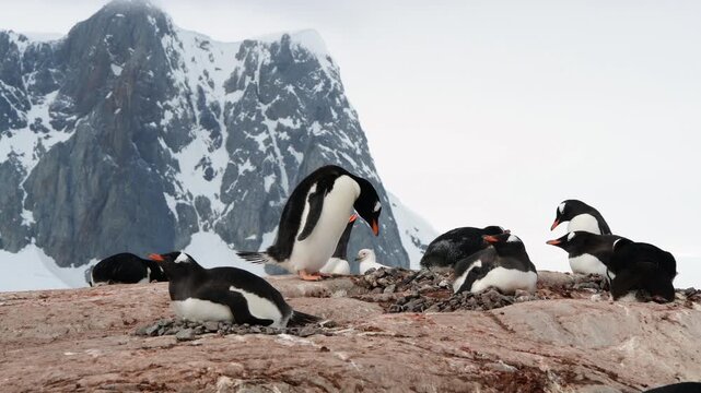 Gentoo Penguins on nest in Antarctica
