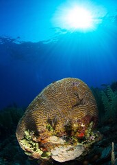 Brain coral on a coral reef with blue water in the background.