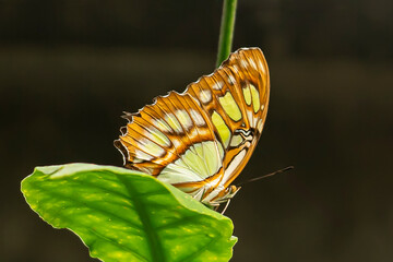 Panama, Siproeta stelenes (malachite) on green leafs.