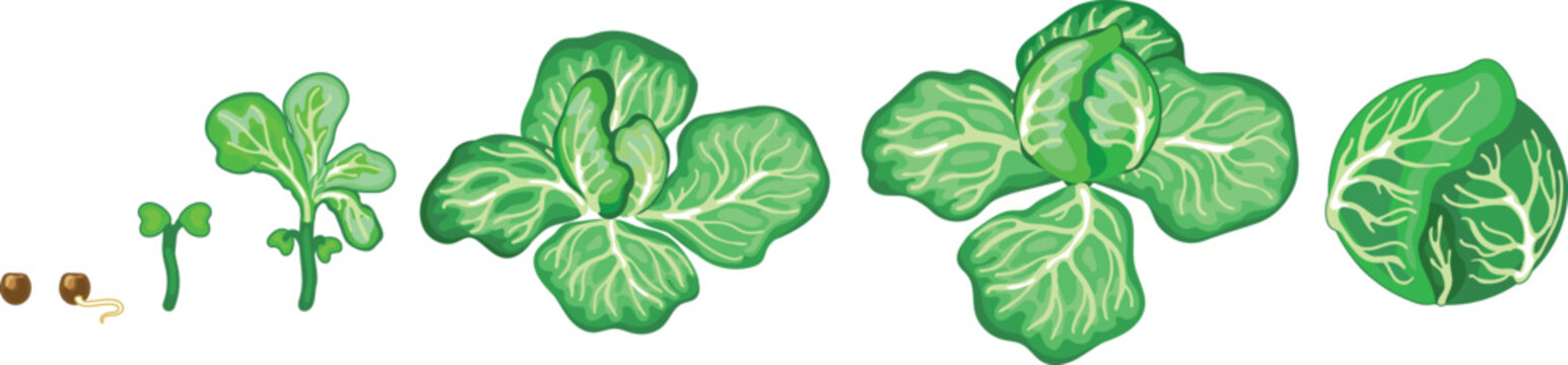 Life cycle of cabbage plant from planting a seed and sprout to harvesting the head of cabbage isolated on white background