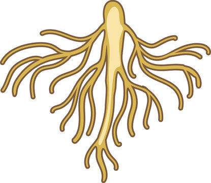 Root isolated on white background	