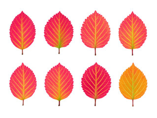 Obraz premium Colorful autumn leaf set isolated on transparency background, showing vibrant red, orange, and yellow hues, perfect for seasonal, nature, or botanical design concepts