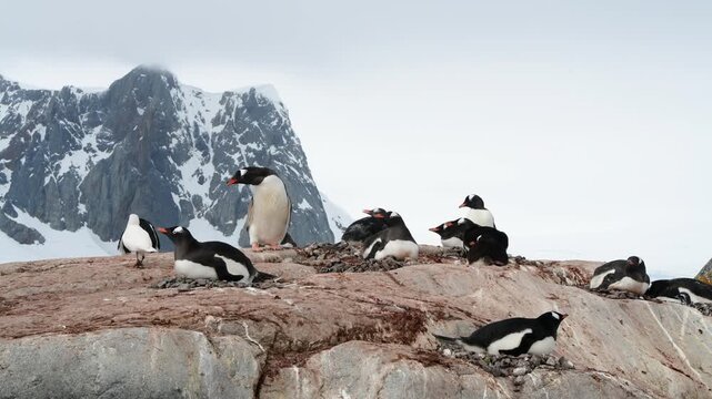 Gentoo Penguins on nest in Antarctica