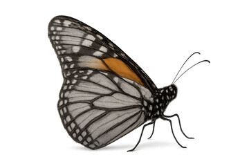 Fototapeta premium Monarch butterfly in flight profile, showing detailed wings and antennae with a transparent background