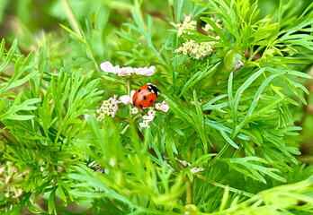 Close-up of a red ladybug on green leaves and white flowers in a summer garden. Macro photo of nature, insects, and fresh greenery in natural light.
