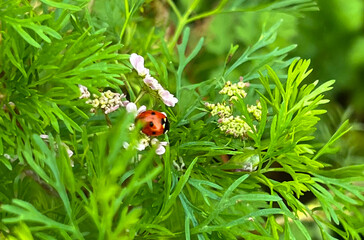 Close-up of a red ladybug on green leaves and white flowers in a summer garden. Macro photo of nature, insects, and fresh greenery in natural light.