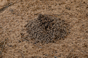 Worm cast mound produced by the common earthworm (Lumbricus terrestris) on soil surface in Spain, showing nutrient-rich excrement and soil fauna activity.