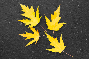 Several fallen autumn yellow maple leaves lie on the black wet pavement in the park. Autumn season concept background for web banner wallpaper template page design.