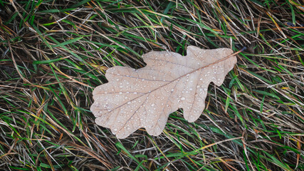 Autumn oak leaf close-up with raindrops lying on a solid carpet of green yellow grass  autumn background for wallpaper banner template page design