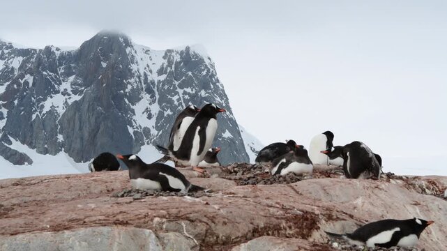 Gentoo Penguins on nest in Antarctica