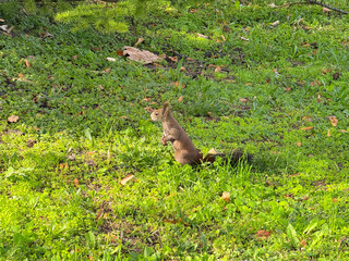 Squirrel standing upright on hind legs. Awareness, curiosity, and adaptation to the environment.