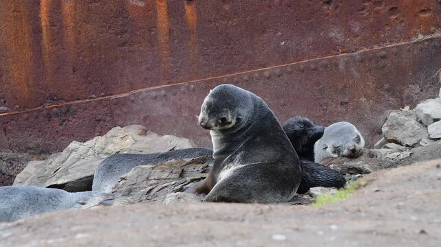  Fur Seal pup suckling milk from female close up