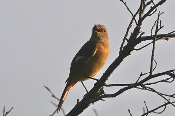 red billed hornbill ジョウビタキさん