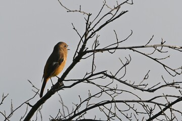 red winged blackbird ジョウビタキさん