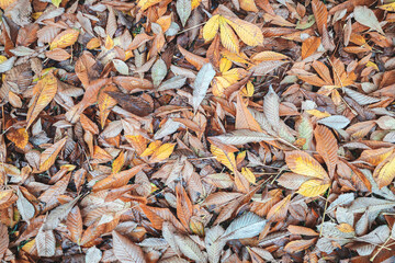 Solid background of orange brown autumn leaves lying on the ground, autumn season concept background.