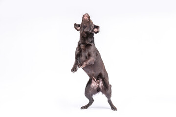 Fototapeta premium Playful chocolate Labrador retriever standing upright and catching a treat in mid air against a white background. Dynamic studio shot symbolizing training, reward, and joy