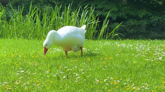 white domestic goose, likely a breed such as the Emden or American Buff, grazing in a field of grass and small white flowers