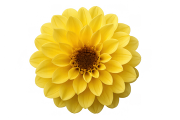 Yellow dahlia bloom creating a vibrant display of petals, perfect for floral design and decorative elements, isolated on transparent background