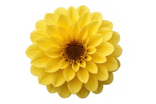 Yellow dahlia bloom creating a vibrant display of petals, perfect for floral design and decorative elements, isolated on transparent background