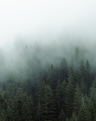Mysterious fog drifting through dense evergreen forest in a mountainous region. The soft mist partially hides the treetops, creating a moody, atmospheric scene. Ideal for conveying themes of mystery, 