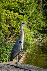 great blue heron