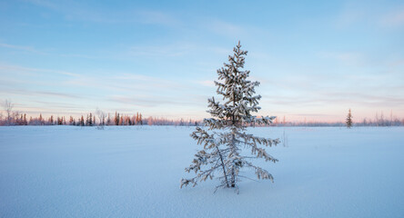 Winter wide panorama beautiful northern snowy sunset landscape with spruce and other trees