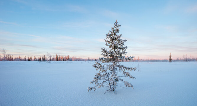 Fototapeta Winter wide panorama beautiful northern snowy sunset landscape with spruce and other trees