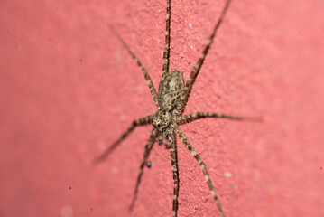 spider on a web
