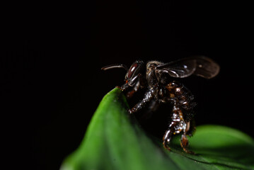 spider on a black background