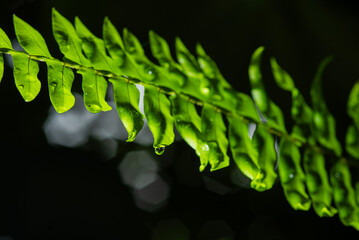 close up of green fern leaf