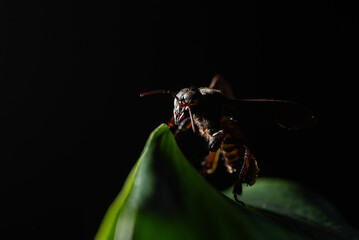 spider on a flower