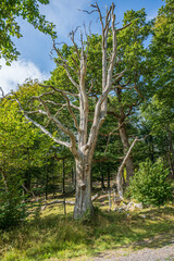 Tall dead tree standing among green forest trees.