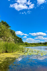 Lush green grass and vibrant wildflowers bloom beautifully along the banks of the Sula River in the Poltava region, Ukraine.
