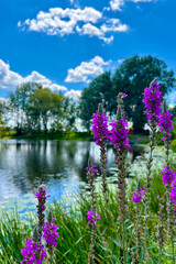 Fototapeta premium Lush green grass and vibrant wildflowers bloom beautifully along the banks of the Sula River in the Poltava region, Ukraine. 