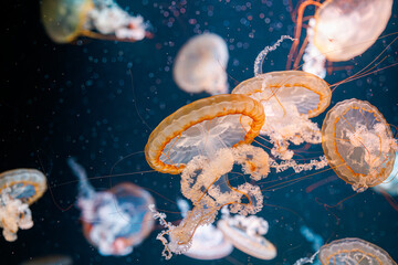 Obraz premium underwater photography jellyfish Chrysaora fuscescens, Pacific sea nettle, West Coast sea nettle