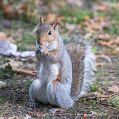 Squirrel in Central Park 3, New York CIty