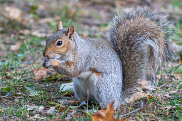 Squirrel in Central Park 2, New York CIty