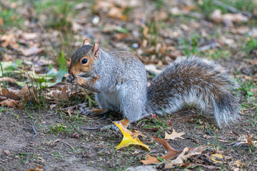 Squirrel in Central Park, New York CIty