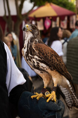 Alcón Peregrino posado en la mano.