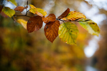 Yellow and brown wed autumn leaves
