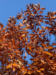 Red-brown oak leaves under bright blue sky in autumn light. Seasonal contrast, natural color palette and calm scenery.