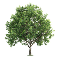 Fototapeta premium A single isolated tree with green leaves and a brown trunk against a black background in full view