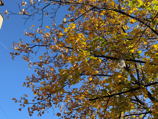 Colorful autumn foliage illuminated by sunlight against blue sky. Seasonal beauty, warmth and peaceful outdoor moment.