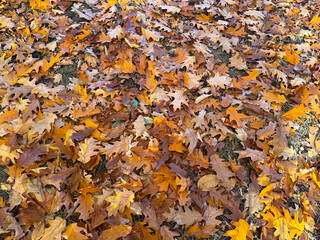 Pile of fallen oak leaves in shades of yellow and brown. Seasonal texture, nature background and calm outdoor mood.